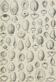 Image result for Commiphora pteleifolia