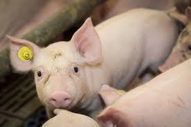 Pig farmers take care that the animals do not get diseases or parasites which might harm humans. African Leaf Meal Let Pigs Grow All About Feed