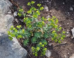 Image result for Acalypha segetalis