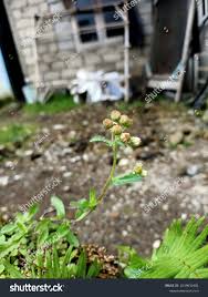 Image result for Eschenbachia