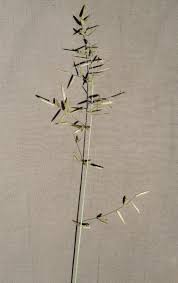 Image result for Eragrostis dinteri
