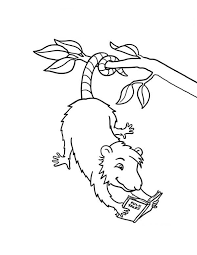 Maybe you would like to learn more about one of these? Possum Possum Reading A Book Coloring Page Cute Coloring Pages Coloring Books Coloring Pages Funny
