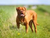 Dogue de Bordeaux (French Mastiff): Dog Breed Characteristics & Care