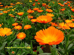 Calendula Is Easily Grown From Seed For 1 00 Comes In Many Colors And Single Double And Super Double Blooms Flower Seeds Online Calendula Flower Calendula