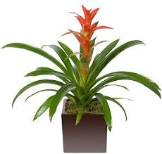 Browse our fantastic gift set collection & send to someone special today. Bromeliad Plant Plants Blooming Plants House Plants