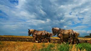 نتیجه جستجوی لغت [workhorses] در گوگل