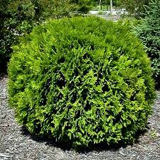 Hetz Midget Thuja For Sale Online The Tree Center