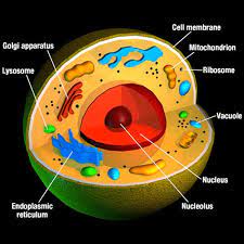 3d Cell 3d Model Cells Project Animal Cell Project Animal Cell Model Project
