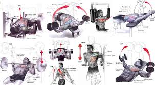How do i build chest muscles quickly? How To Build Chest Muscles Fast Chest Muscles Chest Workouts Gain Muscle