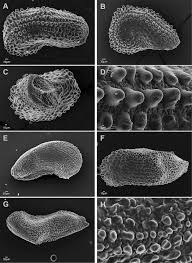 Image result for Melastomastrum segregatum