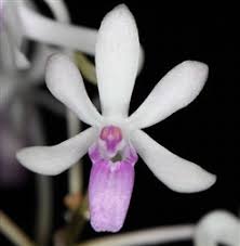 Image result for Oeceoclades decaryana