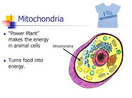 Mitochondria in plant or animal cells. Parts Of The Cell Ppt Video Online Download