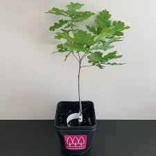 Image result for oak sapling
