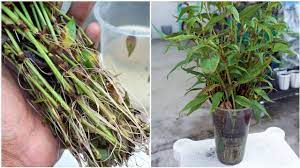 Cara tanam pokok daun kesum. How To Grow Vietnamese Mint Cara Tanam Keratan Daun Kesum Youtube