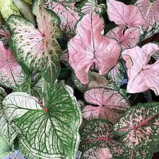 Crazy Plant Rich Asian On Instagram Crazyplantrichasian Goodness Comes In All Shapes And Sizes Plants Potted Orchid Centerpiece Pretty Plants