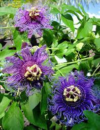 Plantfiles Pictures Passion Flower Passionflower Passion Vine Passionvine Blue Eyed Susan Passiflora 9 By K Passion Flower Flowering Vines Garden Vines