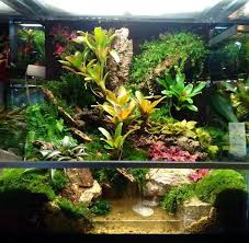 Pin By Lorenzo Mapeso On Animal Paludarium Ideas Frog Terrarium Vivarium Reptile Terrarium