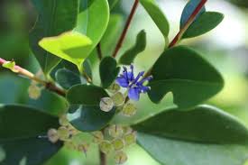 Image result for Memecylon