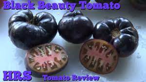 Black Beauty Tomato Solanum Lycopersicum Tomato Review Tomato Youtube