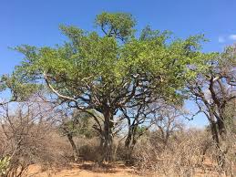 Image result for Ficus sansibarica