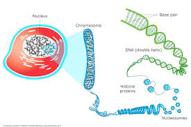 Dna Chromosomes And Gene Expression Science Learning Hub The contain genes from your parents and their parents and their parents.etc.