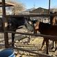 Diamond Joe’s Horse Sanctuary Open House