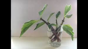 They were more than correct. 15 Herbs That You Can Easily Grow At Home In Malaysia Propertyguru Malaysia