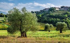 Garden olive trees are decorative since there are no olives. Help My Dream Italian Home Comes With 400 Olive Trees Italy Property Guides