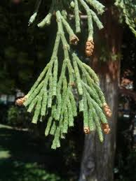 Image result for Calocedrus decurrens