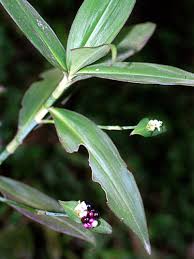 Image result for Tradescantia zanonia