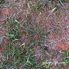 Pin On Gardening Landscaping