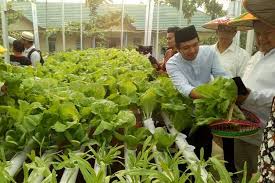 Daun bawang dikenal sebagai tanaman yang membutuhkan banyak air. Minat Budidaya Sayur Hidroponik Di Rumah Segini Modalnya Halaman All Kompas Com