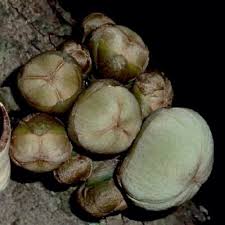 Image result for Uvariodendron