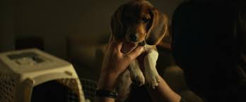 A final gift from my wife. Daisy The John Wicki Fandom