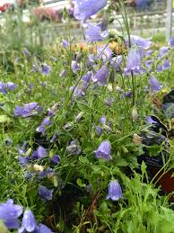 Campanula Fairy Thimble Bellflower Planting Flowers Blue Flowering Plants Plants