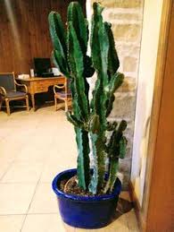 See 39 unbiased reviews of cactus flower, rated 3.5 of 5 on tripadvisor and ranked #1,028 of 4,753 restaurants in san antonio. 640 Cactus Ideas Cactus Cacti And Succulents Planting Succulents