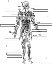 Anatomy and physiology coloring pages free download the perfect amazing anatomy and physio anatomy coloring book anatomy and physiology human body worksheets. Anatomy And Physiology Coloring Pages Free Download Anatomy And Physiology Coloring Pages Free Human Anatomy And Physiology Anatomy And Physiology Anatomy