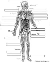 Download Anatomy And Physiology Coloring Pages Free Download Anatomy And Physiology Coloring Pages Free Human Anatomy And Physiology Anatomy And Physiology Anatomy