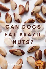 Pin On Can Dogs Eat