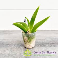 Image result for Oberonia