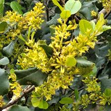 Image result for Rinorea ilicifolia