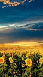 Sunflower Iphone 8 Hd Wallpapers Ilikewallpaper Support us by sharing the content, upvoting wallpapers on the page or sending your own background pictures. sunflower iphone 8 hd wallpapers