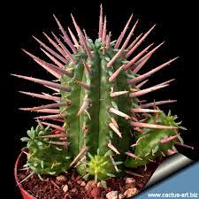 This plant's spines do an excellent job protecting itself using the needles. Euphorbia Ferox Giant Form