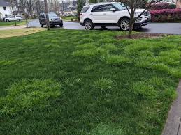 Image result for Poa annua