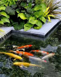 The Burgbad Sanctuary Koi Pool 1 Koi Pond Backyard Koi Fish Pond Fish Pool