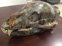 Bear Skull Hydro Dipped Timber S Edge Camo Bear Skull Lion Sculpture Hog Hunting