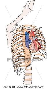 Click the image to watch the anatomy of the rib cage video. Location Of Heart Within Rib Cage Right Anterolateral View Clip Art Car03001 Fotosearch