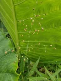 Image result for Panicum trichocladum