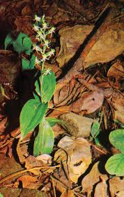 Image result for Habenaria