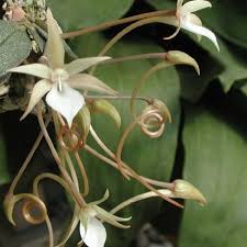 Image result for Aerangis stelligera